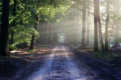 the sun shines through the trees on a dirt road