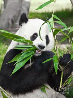 a panda bear eating bamboo in the grass