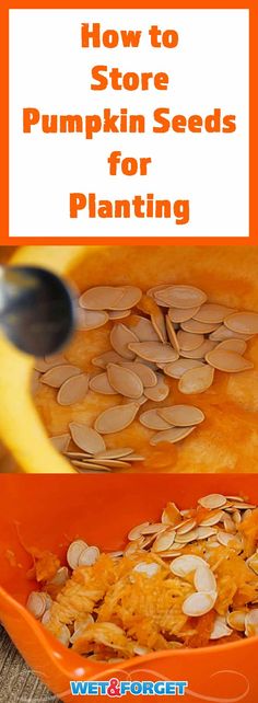 an orange bowl filled with pumpkin seeds and the words how to store pumpkin seeds for planting