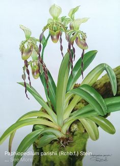 an orchid plant with green leaves and purple flowers