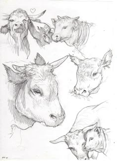 three cows and two pigs are shown in this drawing