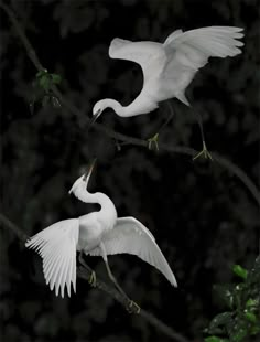 two white birds sitting on top of a tree branch next to each other in the dark