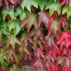 red and green leaves are growing on the wall