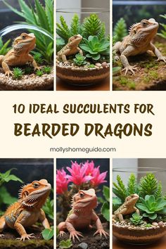 the top ten ideal succulents for bearded dragones in their terrarium