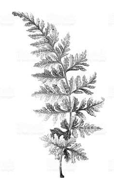 19th century engraving of a fern leaf royalty-free stock vector art Botanical Illustration Black And White, Skin Color Tattoos, Plant Sketches, Fern Tattoo, Hand Tats, Botanical Tattoo, Black And White Sketches, Fern Leaf, Plant Drawing