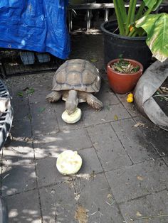 a tortoise shell on the ground next to a potted plant and another turtle