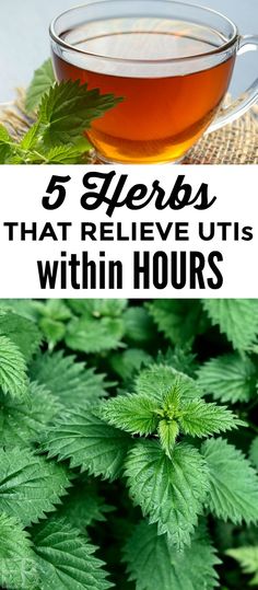 a cup of tea with green leaves and the words, 5 herbs that believe us within hours