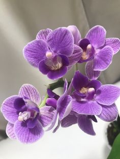 purple orchids in a white vase on a table