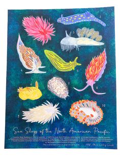 an illustration of sea slugs of the north american pacific, with their names and colors