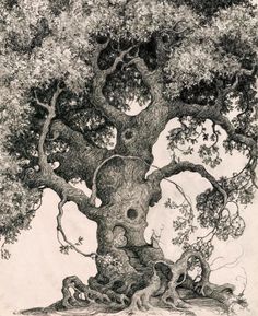 an ink drawing of a large tree with lots of leaves on the trunk and branches