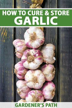 garlic is growing in the garden with text overlay that reads how to care and store garlic gardener's path