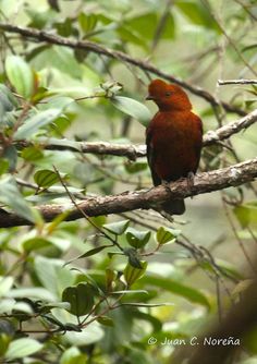 a red bird sitting on top of a tree branch