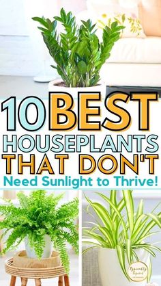 the top 10 best houseplants that don't need sunlight to thive