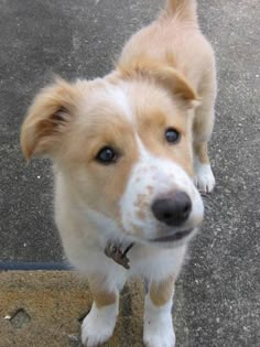 a brown and white dog standing on top of a sidewalk