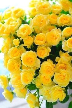 yellow roses are in a white vase with green leaves