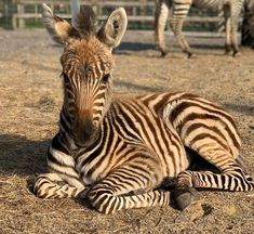 a baby zebra laying on the ground with other zebras in the backgroud