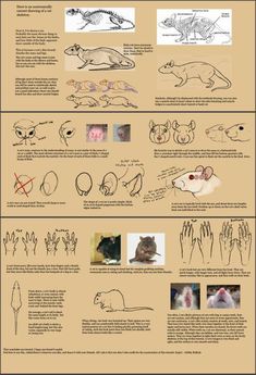 an info sheet showing how to draw animals with hands and feet, including the hand