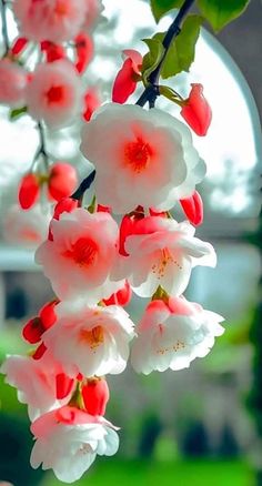 some white and red flowers hanging from a tree