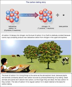 the carbon dating story is shown in this graphic