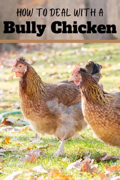 three chickens standing in the grass with text overlay that reads how to deal with a bully chicken