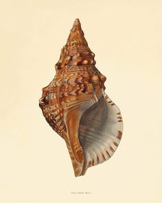 an image of a seashell on a white background with brown and tan colors in the shell