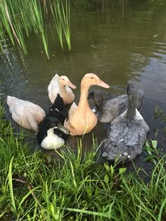 four ducks are swimming in the water near tall grass and reeds, with one duck looking at the camera