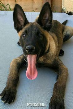 a dog laying on top of a blue mat with its tongue hanging out and it's tongue sticking out