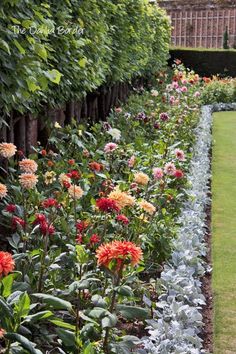 the garden is full of colorful flowers and greenery