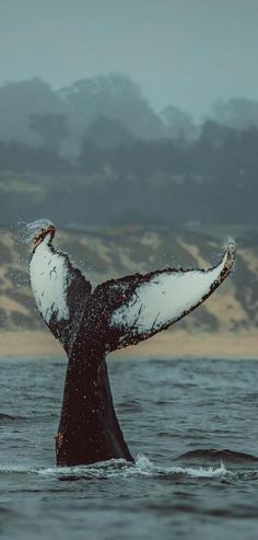 a whale tail flups out of the water