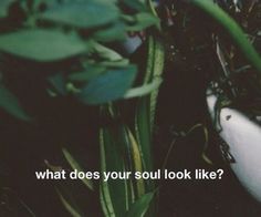 a plant with the words what does your soul look like?