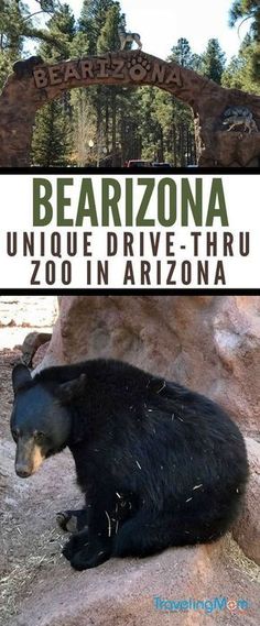 a black bear sitting on top of a rock next to a sign that reads bearrona unique drive - thru zoo in arizona