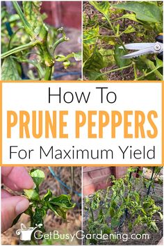 how to prune peppers for maximum yield in the garden with text overlay that says, how to prune peppers for maximum yield