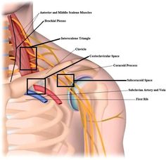 Prehab Guys, Nerve Pain Remedies, Forward Head Posture Exercises, Neck And Shoulder Exercises, Neck And Shoulder Muscles, Forward Head Posture, Nerve Health, Shoulder Pain Relief