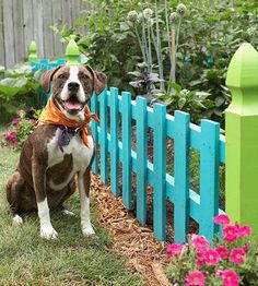 a brown and white dog sitting in front of a blue picket fence with pink flowers