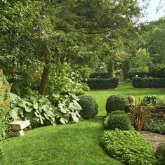 a lush green garden with lots of trees and bushes