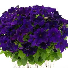 a white basket filled with purple flowers on top of a table