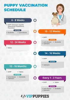 Vaccination Schedule for a Healthy Puppy #shots #vaccinations #puppyvaccinations #dogs #diy Dog Vacination Chart, Puppy Vet Schedule, Puppy Shots Schedule, Puppy Vacation Schedule, Dog Shots Schedule, Puppy Shot Schedule, Puppy Vitamins, Puppy Shots, Whelping Puppies