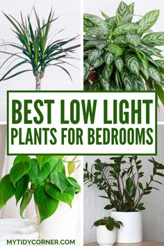 the best low light plants for bedroom