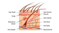 Hair Diagram, Hair Scrub, Male Pattern Baldness, Pattern Baldness, Regrow Hair, Damaged Hair Repair, Hair Scalp