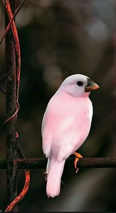 a white bird sitting on top of a tree branch