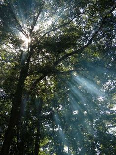 the sun shines through the trees in the forest