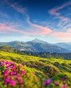 colorful wildflowers in the foreground with mountains in the background