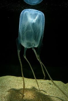 an underwater jellyfish swimming in the ocean