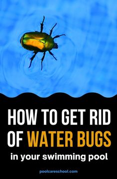 how to get rid of water bugs in your swimming pool