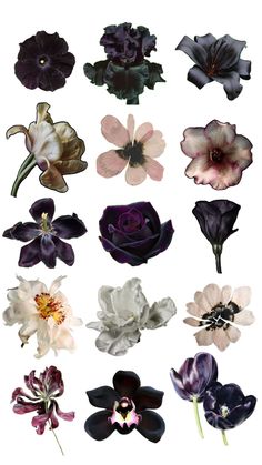 many different types of flowers on a white background