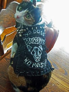 Heavy Metal Cat, Punk Cats, Battle Vest, Dog Furniture, Silly Cats, Cute Creatures, Pretty Cats, Juno, Cute Funny Animals