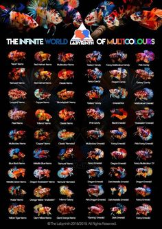 an info sheet for the infinite world of music and movies, with images of people in different colors