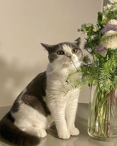 a gray and white cat sitting next to a vase filled with flowers on a table