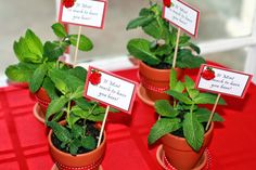 three potted plants with signs on them sitting on a red tableclothed surface