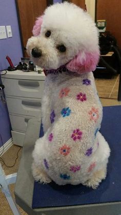 a white dog sitting on top of a blue table